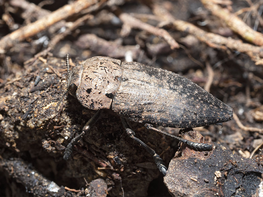 Buprestidae: Capnodis tenebricosa